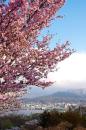 桜(手宮緑化植物園)