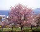 桜(手宮緑化植物園)