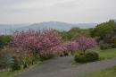 桜(手宮緑化植物園)