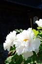 芍薬(牡丹・芍薬まつり)