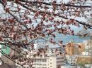 桜(小樽公園)