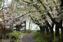 桜(小樽公園)