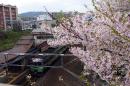 桜(JR南小樽駅)