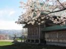 桜(水天宮)