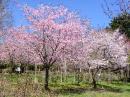 桜(長橋なえぼ公園)