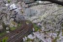 桜(花園橋)
