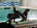 おたる水族館(オタリアショー)