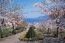 桜(手宮公園)