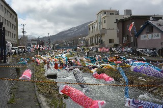 勝納川(鯉のぼり・大漁旗)