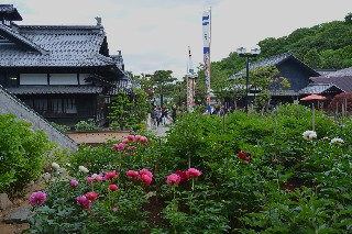 にしん御殿小樽貴賓館旧青山別邸(牡丹・芍薬まつり)