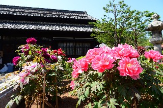 にしん御殿小樽貴賓館旧青山別邸(牡丹・芍薬まつり)