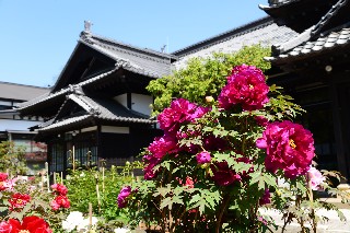 にしん御殿小樽貴賓館旧青山別邸(牡丹・芍薬まつり)