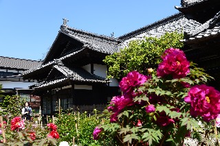 にしん御殿小樽貴賓館旧青山別邸(牡丹・芍薬まつり)