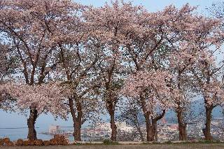 桜(水天宮)