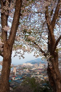 桜(手宮公園)