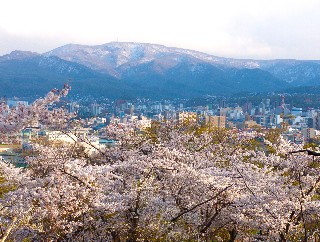 桜(手宮公園)
