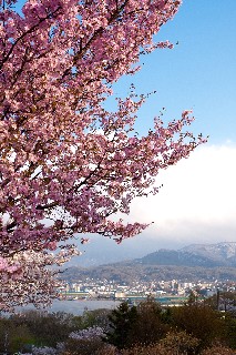 桜(手宮緑化植物園)