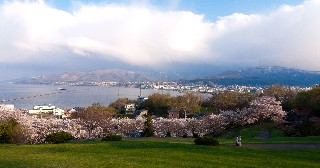 桜(手宮緑化植物園)