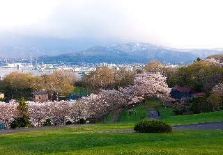 桜(手宮緑化植物園)