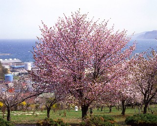 桜(手宮緑化植物園)