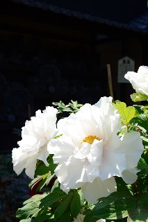 芍薬(牡丹・芍薬まつり)