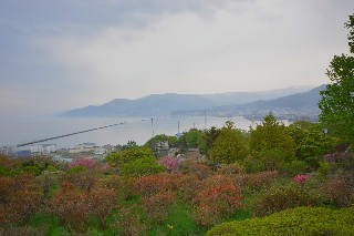 ツツジ(手宮緑化植物園)