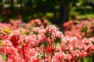 ツツジ(小樽公園)