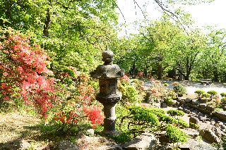 ツツジ(小樽公園)