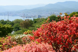 ツツジ(手宮緑化植物園)