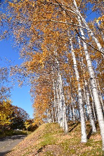 小樽公園