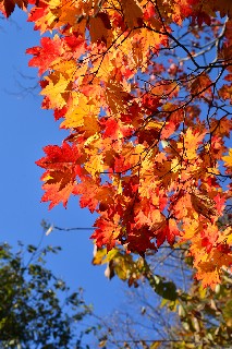 カエデ(長橋なえぼ公園)