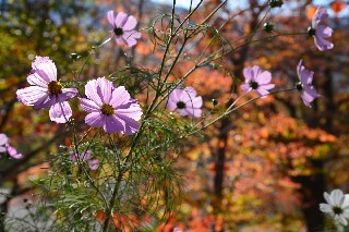 コスモス(小樽公園)