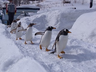 おたる水族館