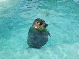 おたる水族館