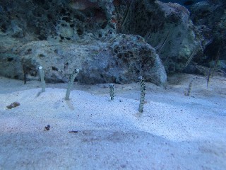 おたる水族館