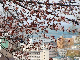 桜(小樽公園)