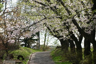 桜(小樽公園)