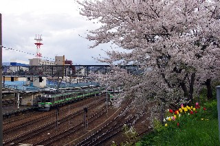 桜(JR小樽駅)