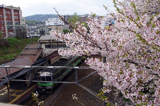 桜(JR南小樽駅)