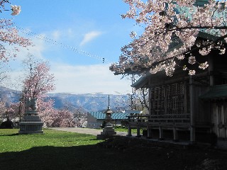 桜(水天宮)
