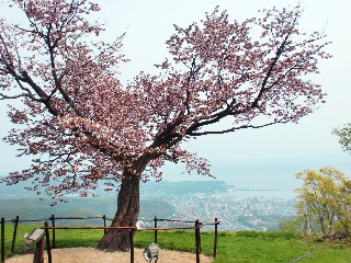 桜(天狗山)