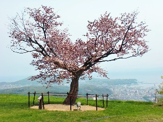 桜(天狗山)
