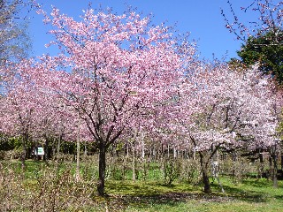 桜(長橋なえぼ公園)