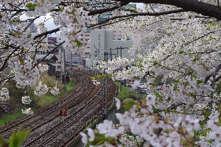桜(花園橋)