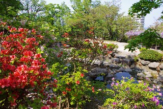 ツツジ(小樽公園)