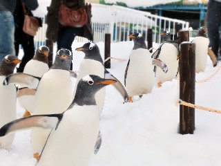 おたる水族館(ペンギンのお散歩)