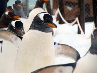 おたる水族館(ペンギンのお散歩)