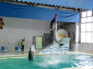 おたる水族館(イルカショー)