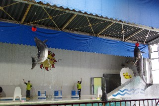 おたる水族館(イルカショー)