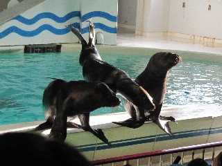 おたる水族館(オタリアショー)